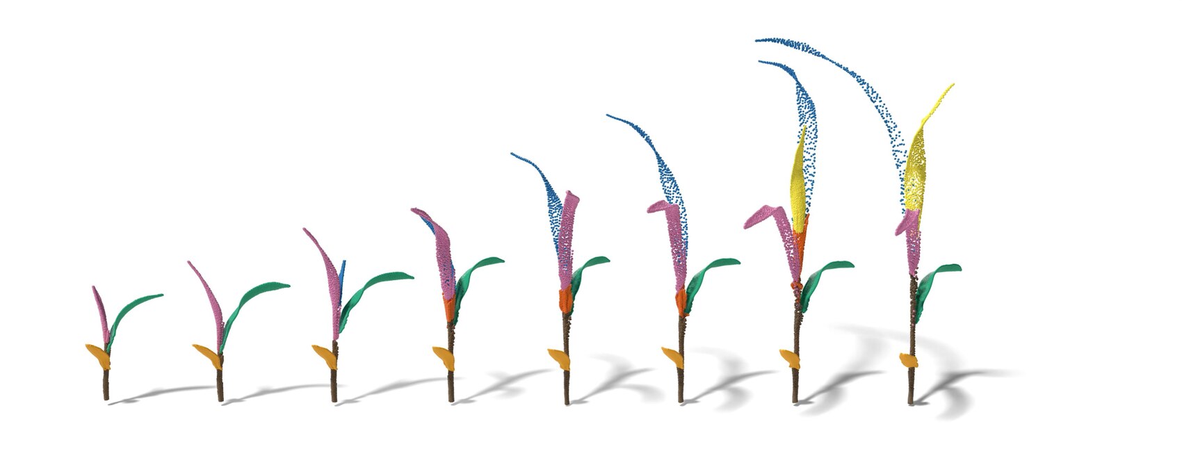 GrowFields reconstruction of a maize plant using automatically segmented organ labels as input, recovering coherent organ-level growth despite noisier labels.