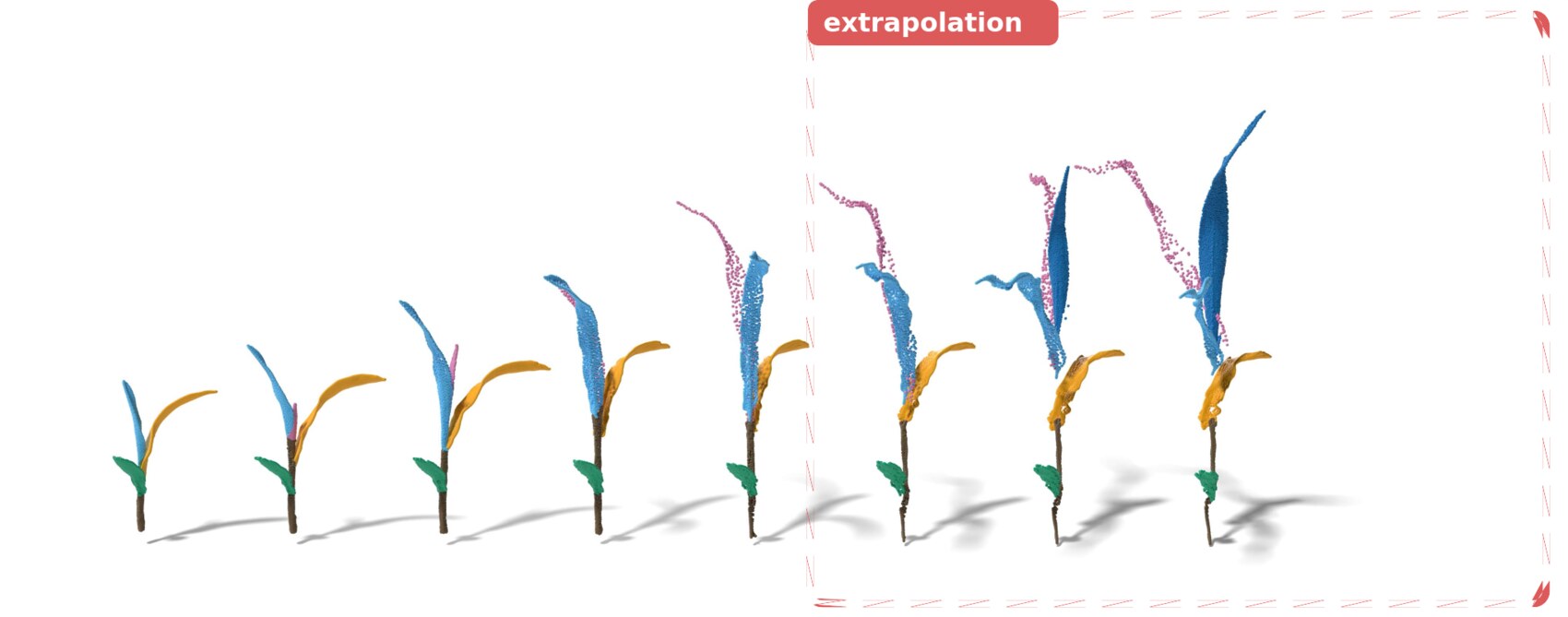 Temporal extrapolation of a maize plant: GrowFields trained on all but the last three timesteps and rolled out across the full sequence, with the held-out frames marked by a dashed box.