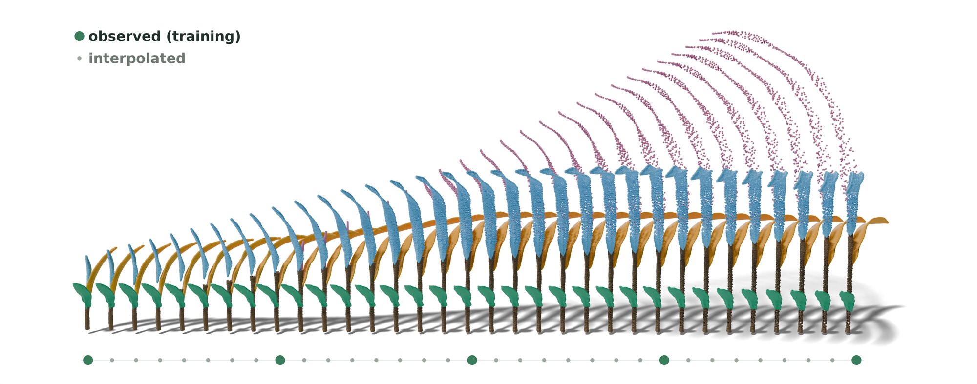 Dense temporal interpolation of a maize plant by GrowFields: a smooth fan of many interpolated frames rolled out continuously from the first observation.