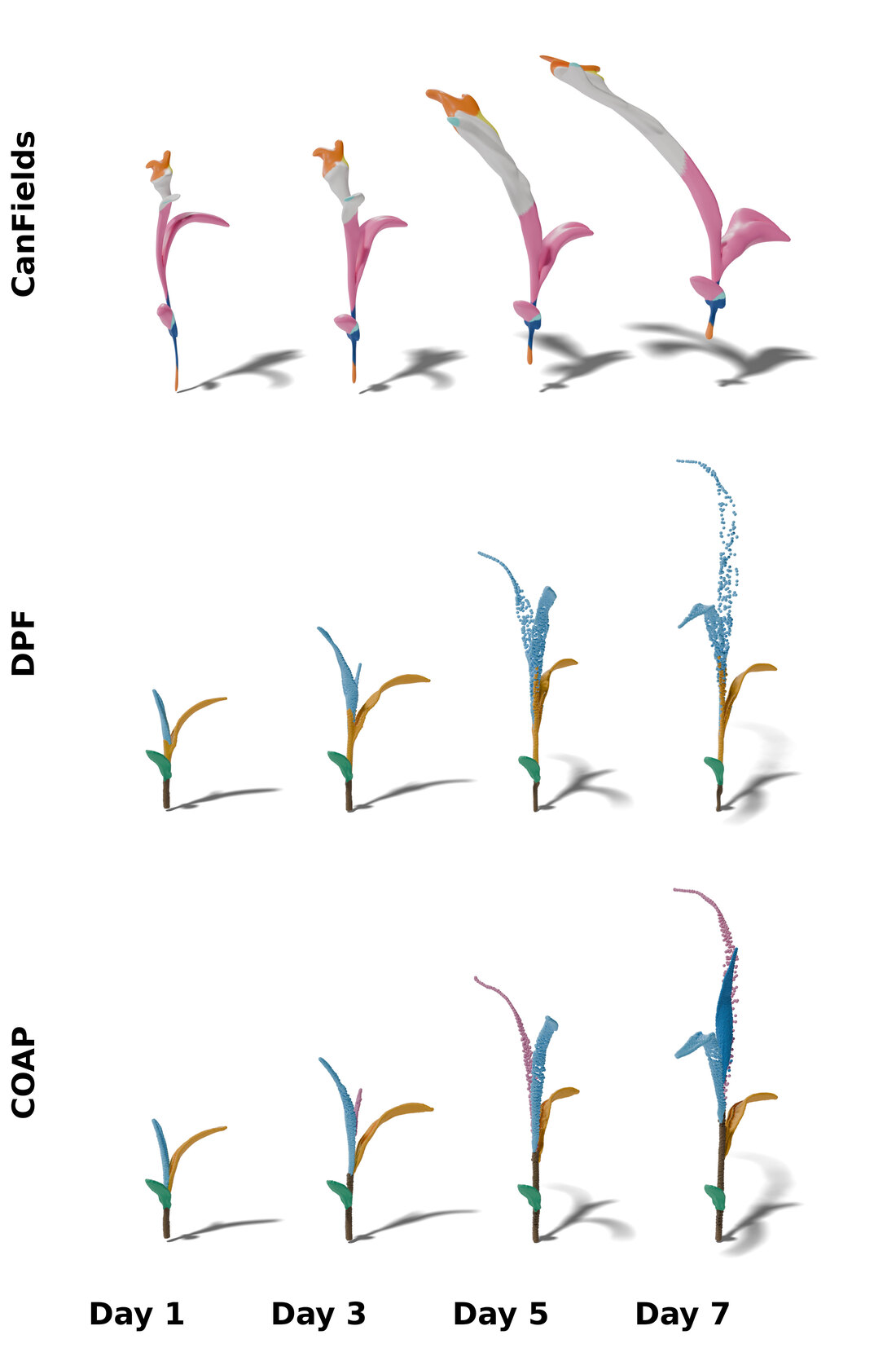 Qualitative full-plant reconstruction baselines: CanFields, DPF, and COAP across days 1 to 7.